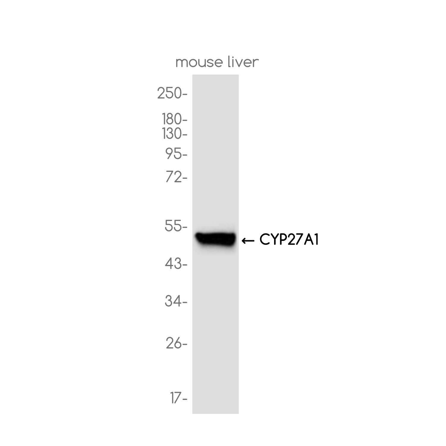 Anti-CYP27A1 Rabbit Monoclonal Antibody