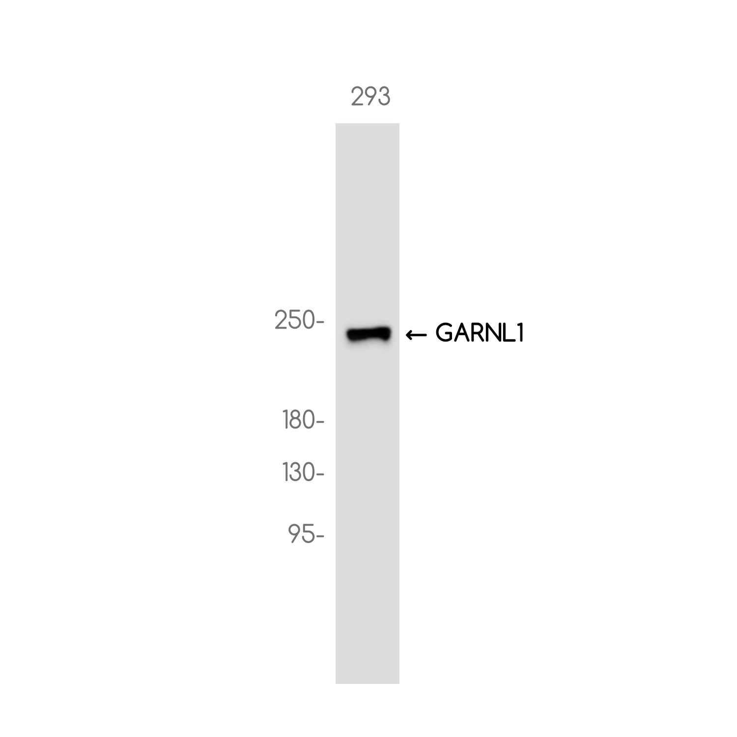Anti-GARNL1 Rabbit Monoclonal Antibody