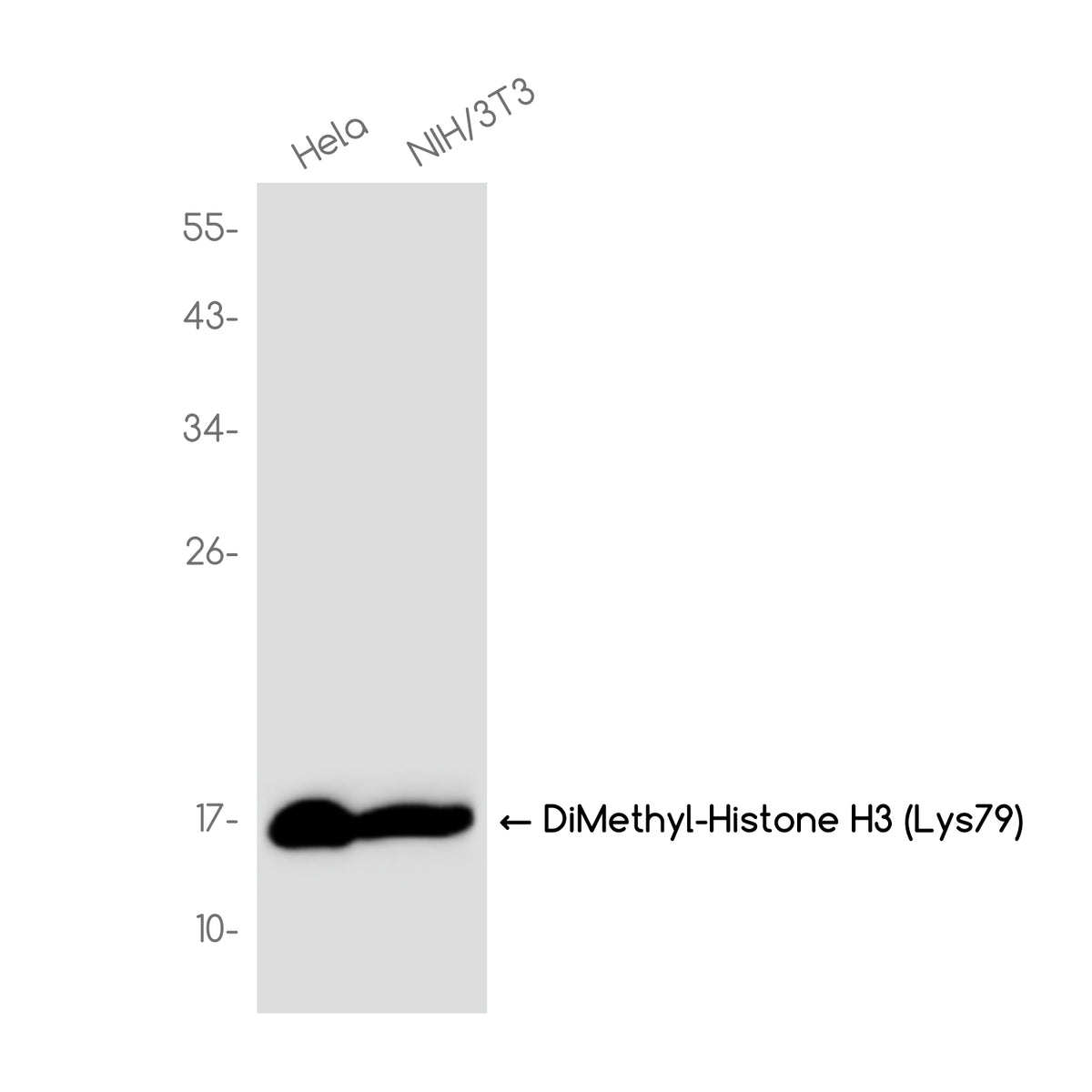 Anti-DiMethyl-Histone H3 (Lys79) Rabbit Monoclonal Antibody