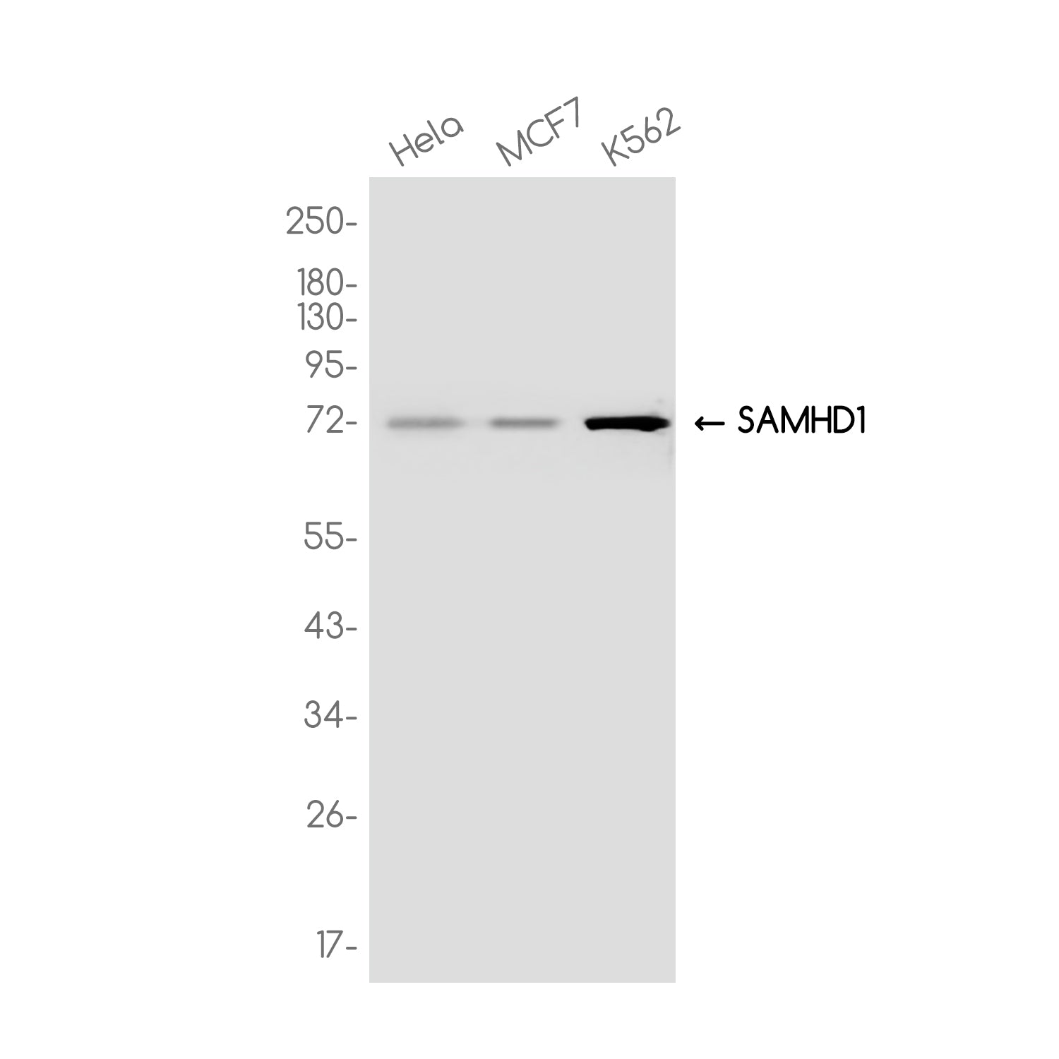 Anti-SAMHD1 Rabbit Monoclonal Antibody