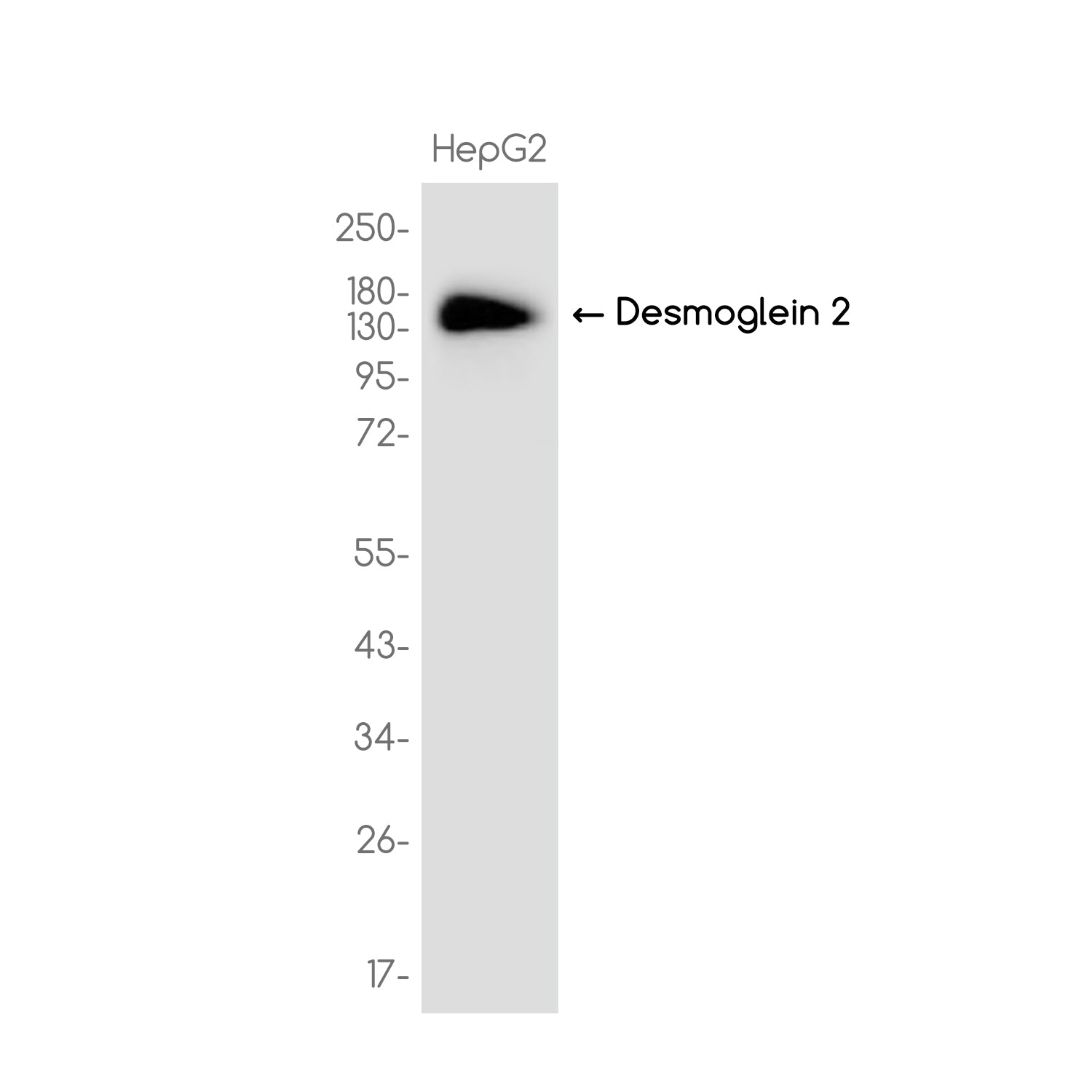 Anti-Desmoglein 2 Rabbit Monoclonal Antibody