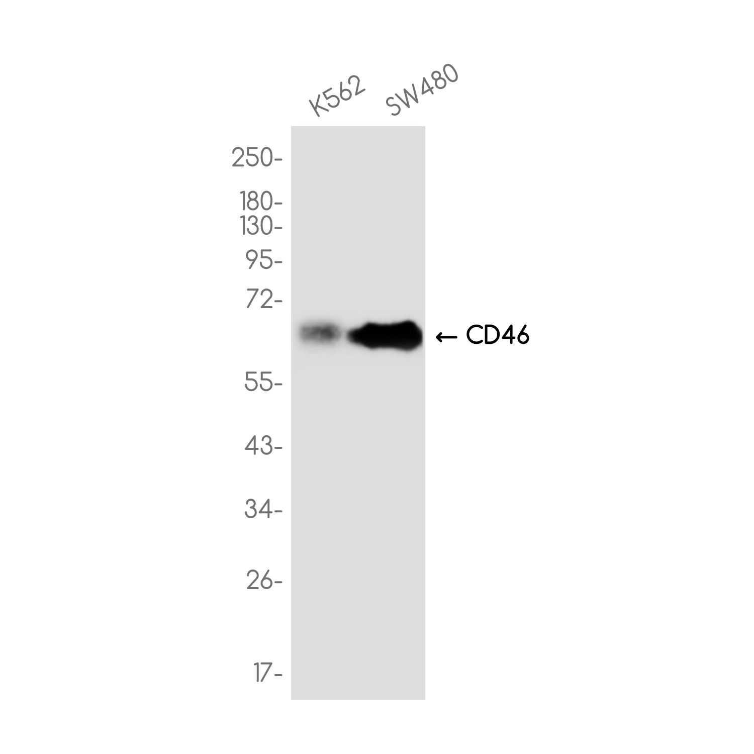 Anti-CD46 Rabbit Monoclonal Antibody