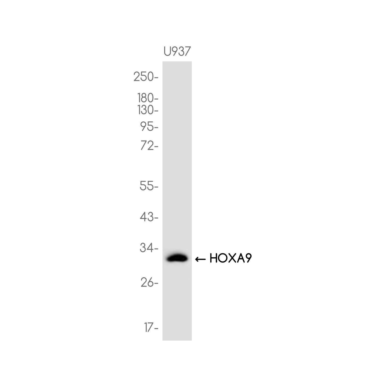 Anti-HOXA9 Rabbit Monoclonal Antibody