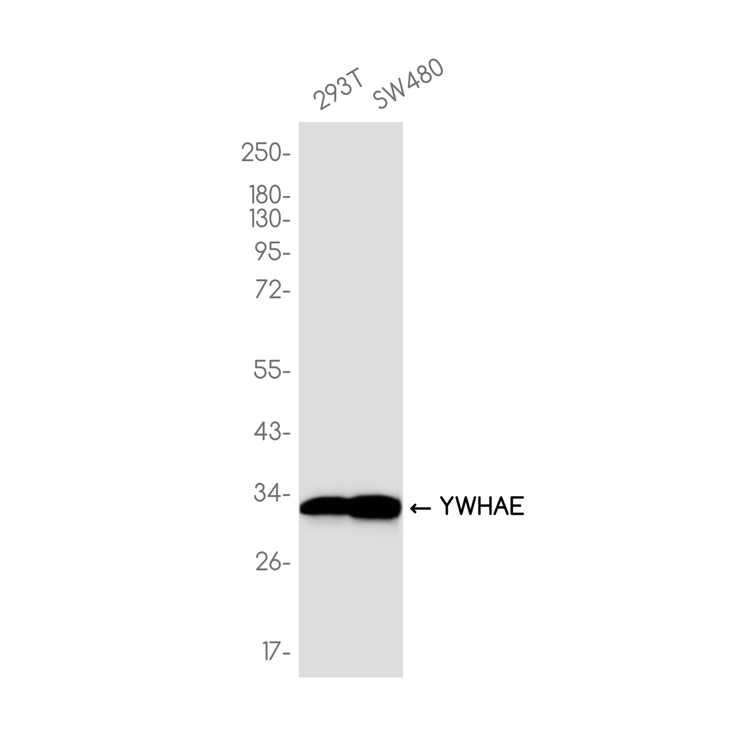 Anti-14-3-3 epsilon Rabbit Monoclonal Antibody