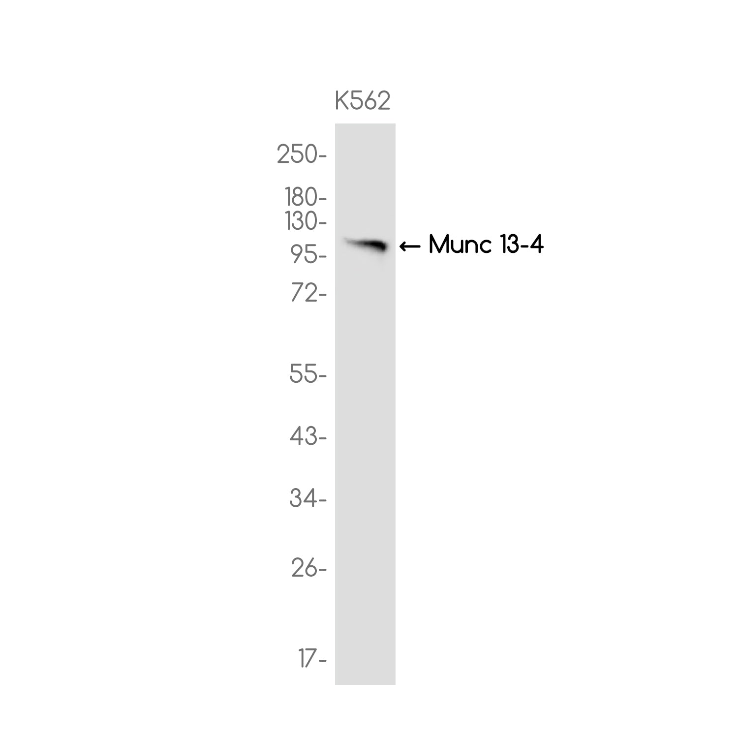 Anti-Munc 13-4 Rabbit Monoclonal Antibody