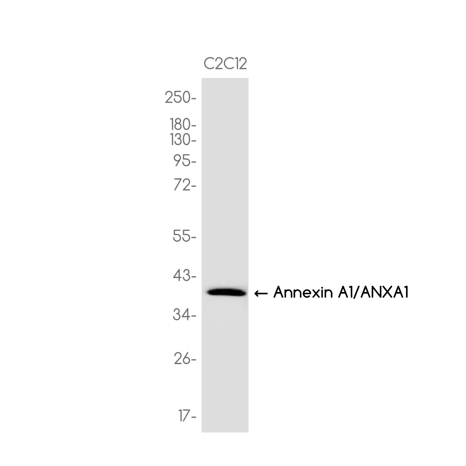 Anti-Annexin A1/ANXA1 Rabbit Monoclonal Antibody