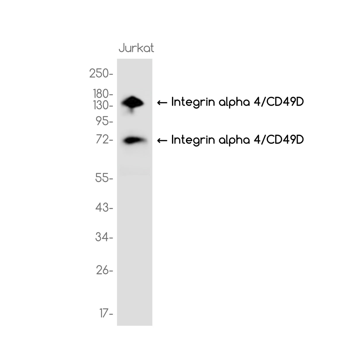 Anti-Integrin alpha 4/CD49D Rabbit Monoclonal Antibody