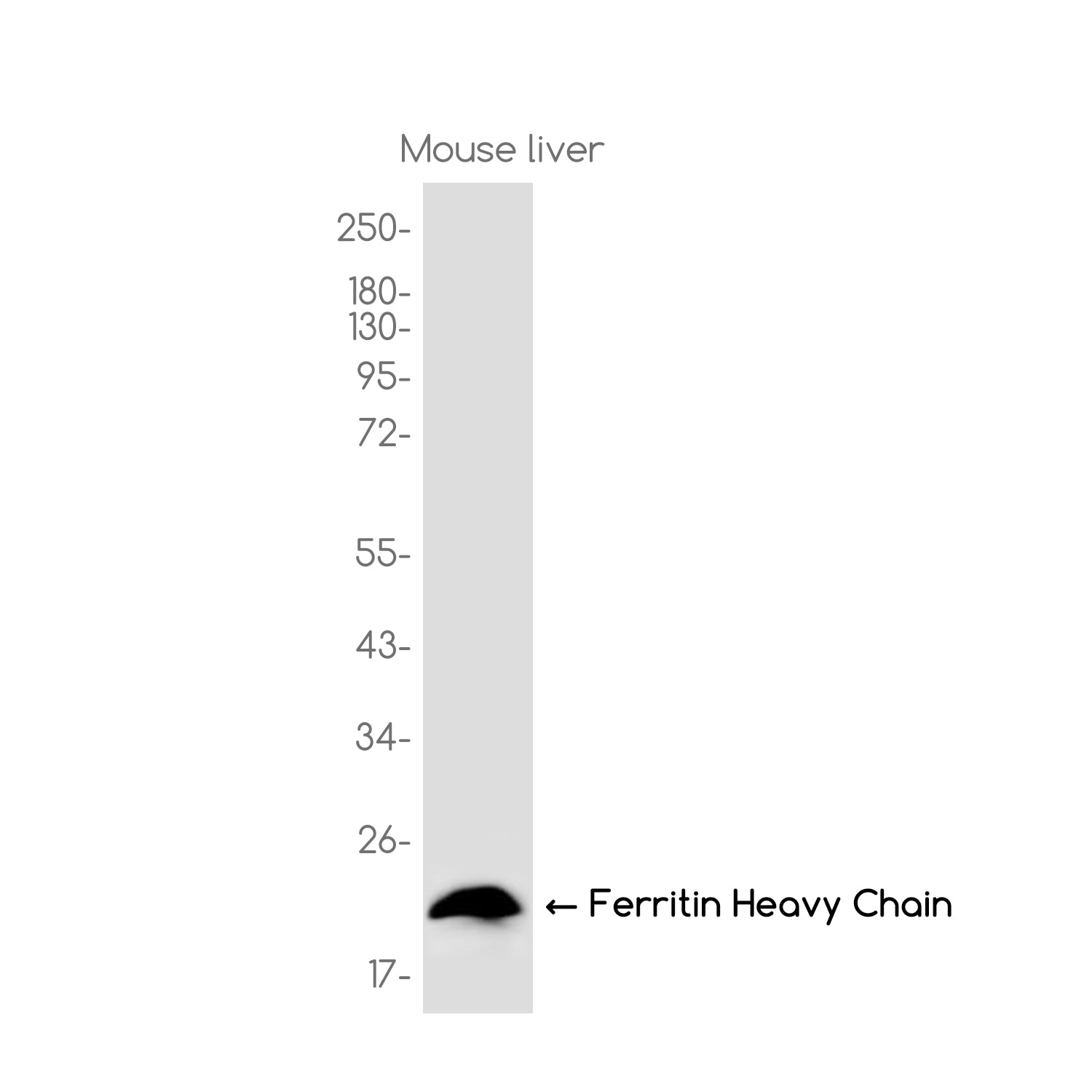 Anti-Ferritin Heavy Chain Rabbit Monoclonal Antibody