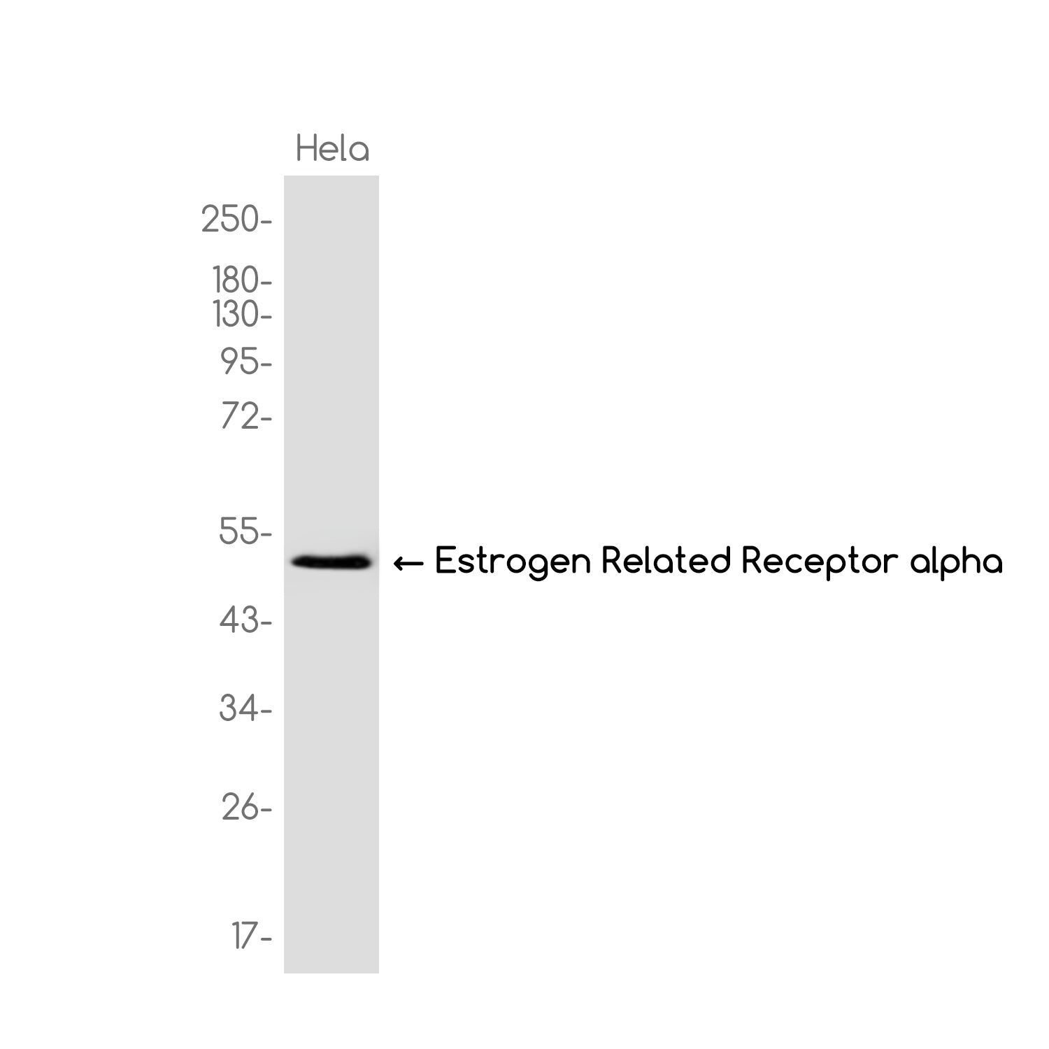 Anti-ERR alpha Rabbit Monoclonal Antibody