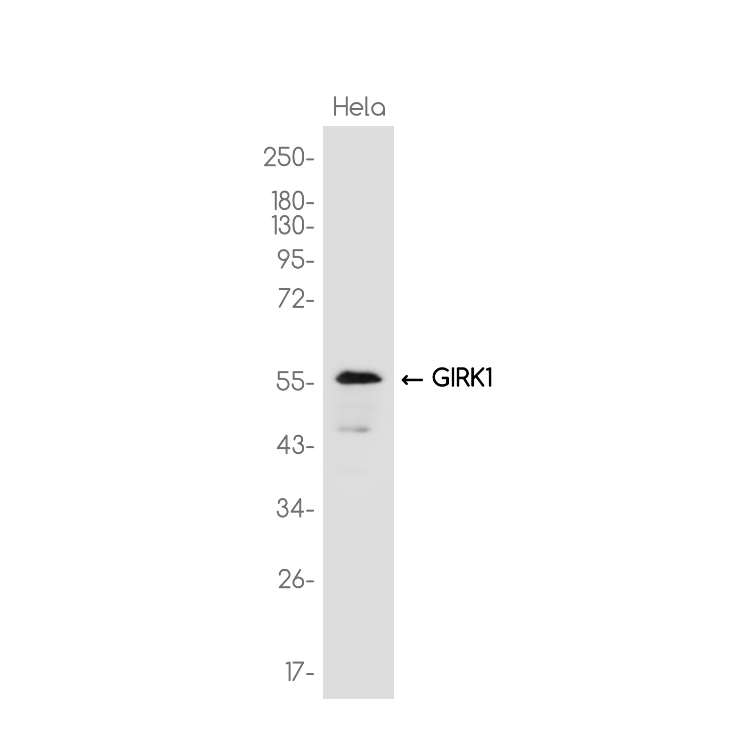 Anti-GIRK-1 Rabbit Monoclonal Antibody