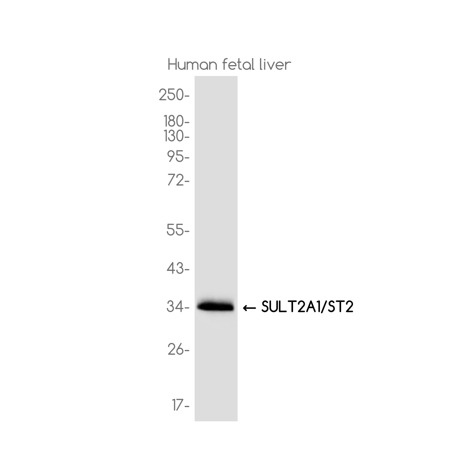 Anti-Sulfotransferase 2A1 Rabbit Monoclonal Antibody