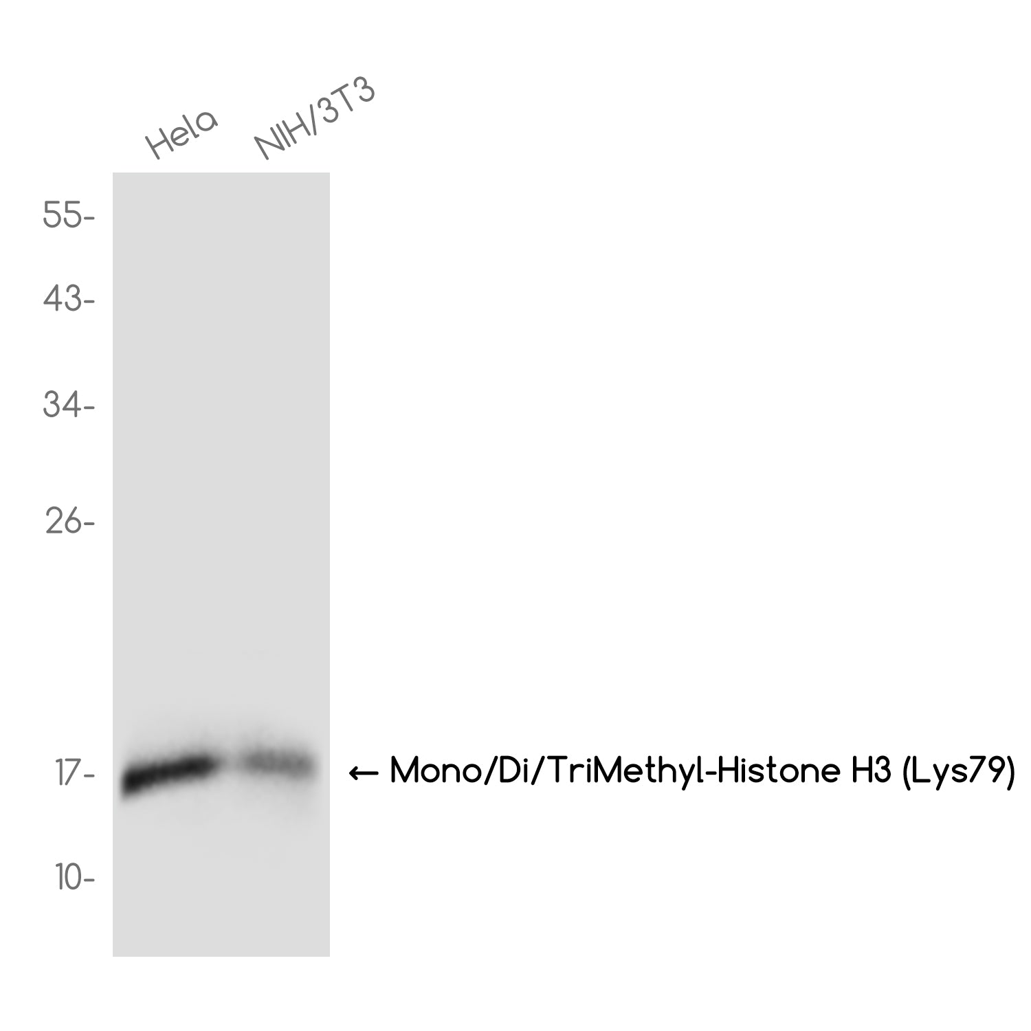 Anti-Mono/Di/TriMethyl-Histone H3 (Lys79) Rabbit Monoclonal Antibody