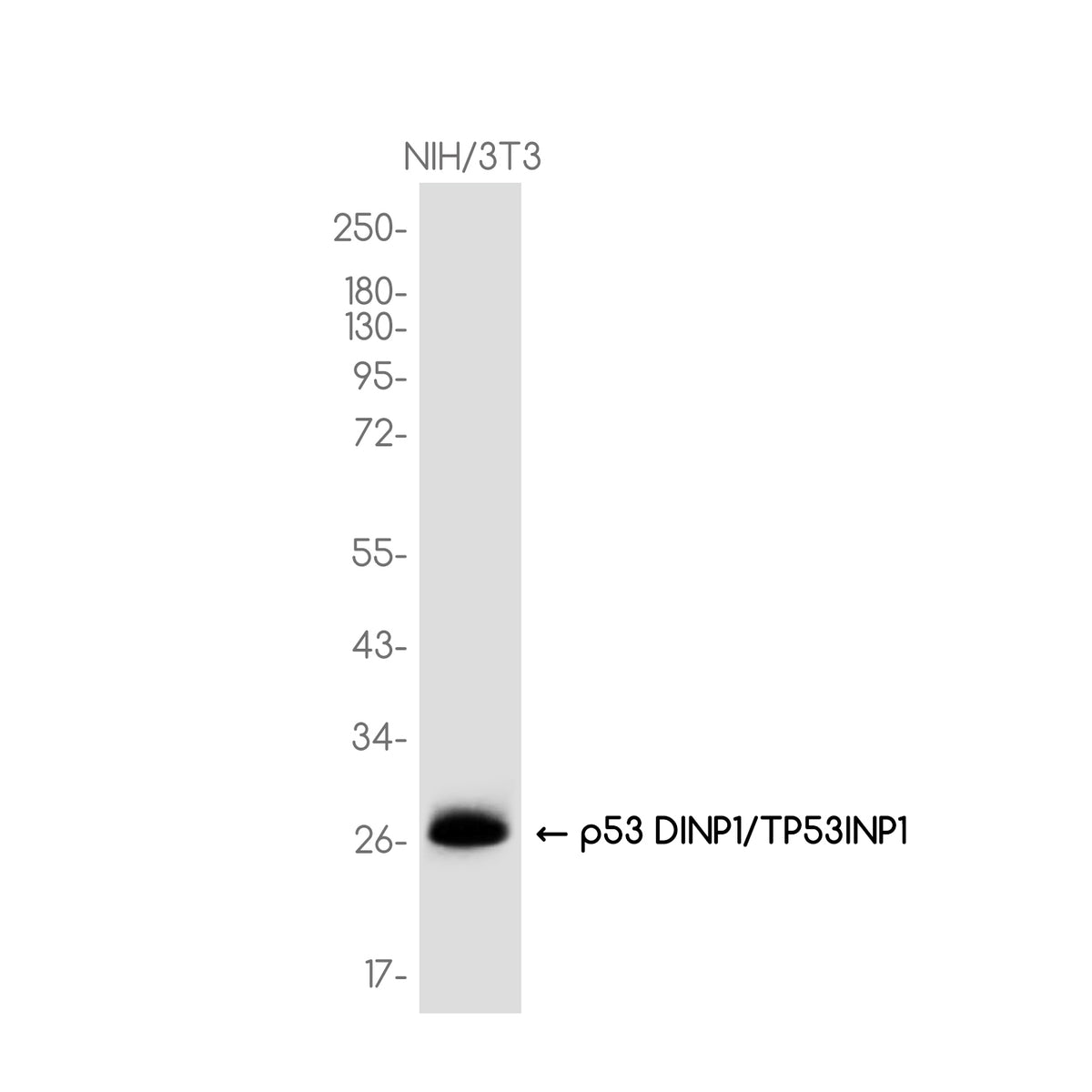 Anti-p53 DINP1 Rabbit Monoclonal Antibody