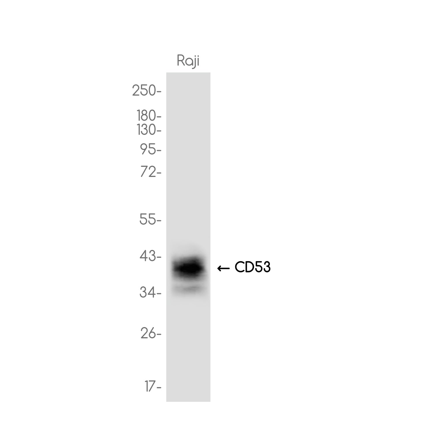 Anti-CD53 Rabbit Monoclonal Antibody
