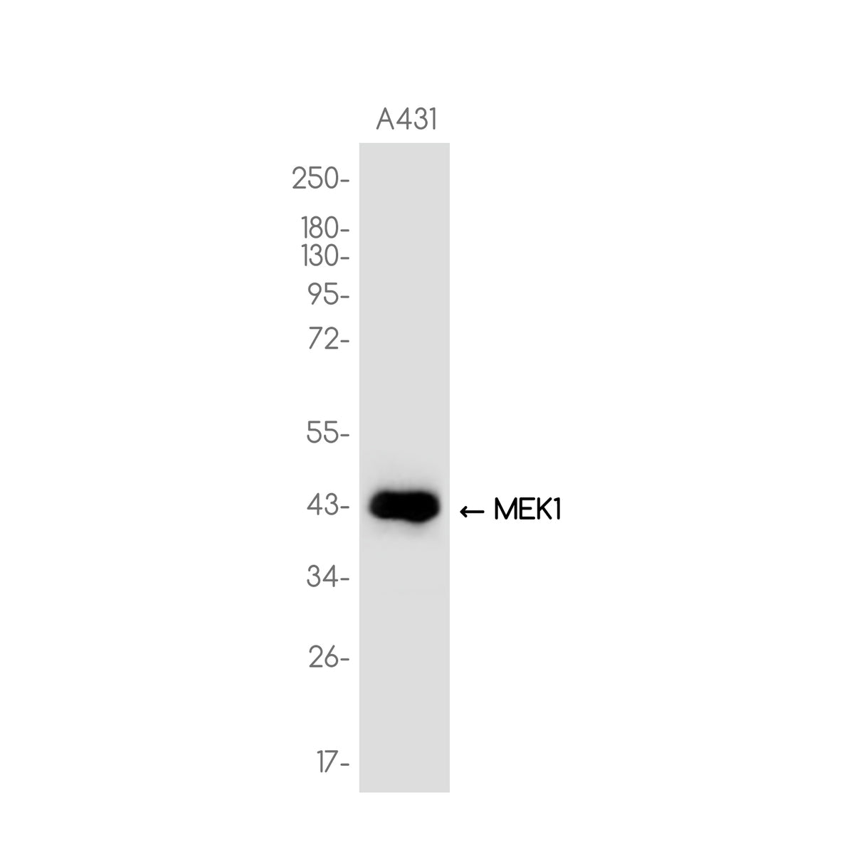 Anti-MEK1 Rabbit Monoclonal Antibody