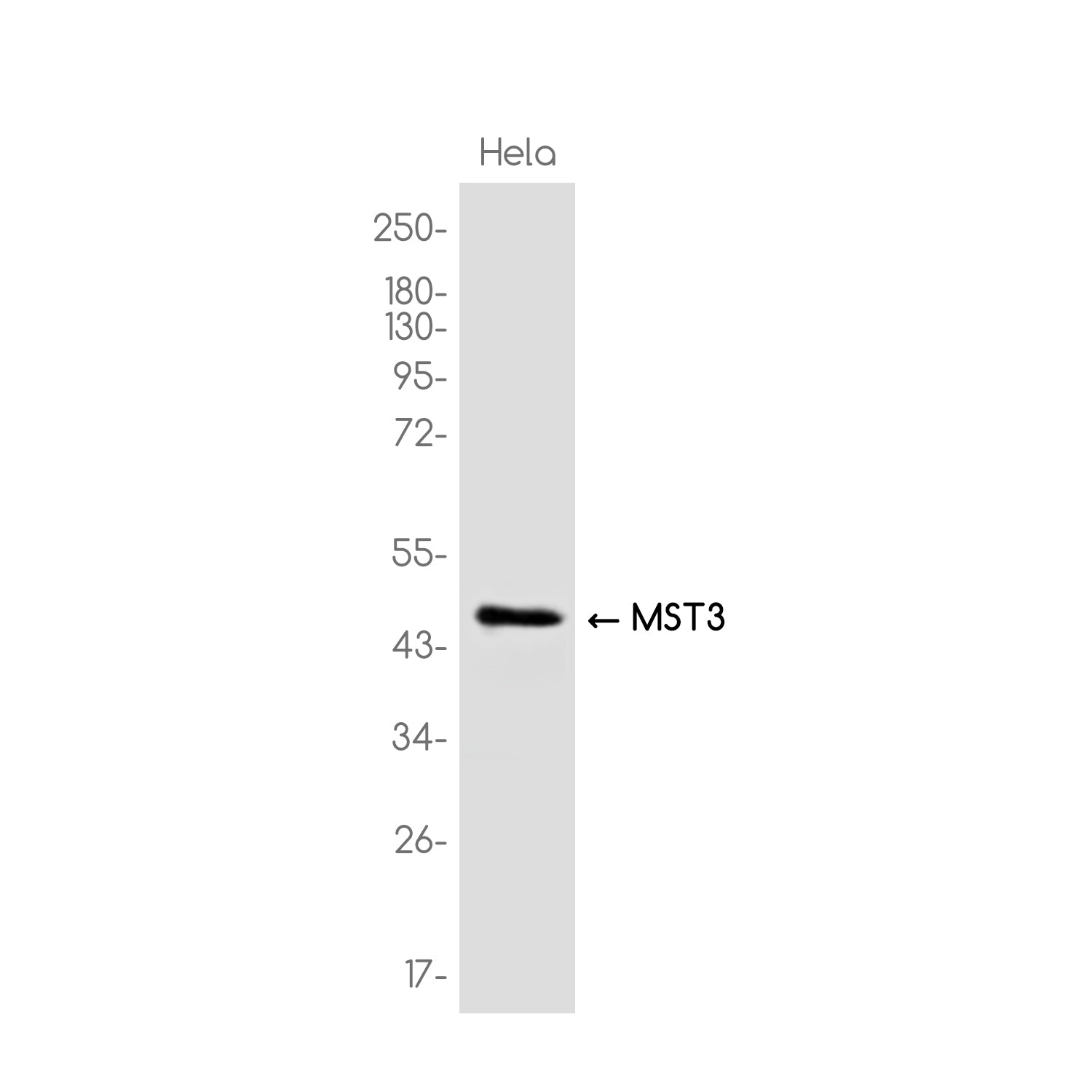 Anti-MST3 Rabbit Monoclonal Antibody
