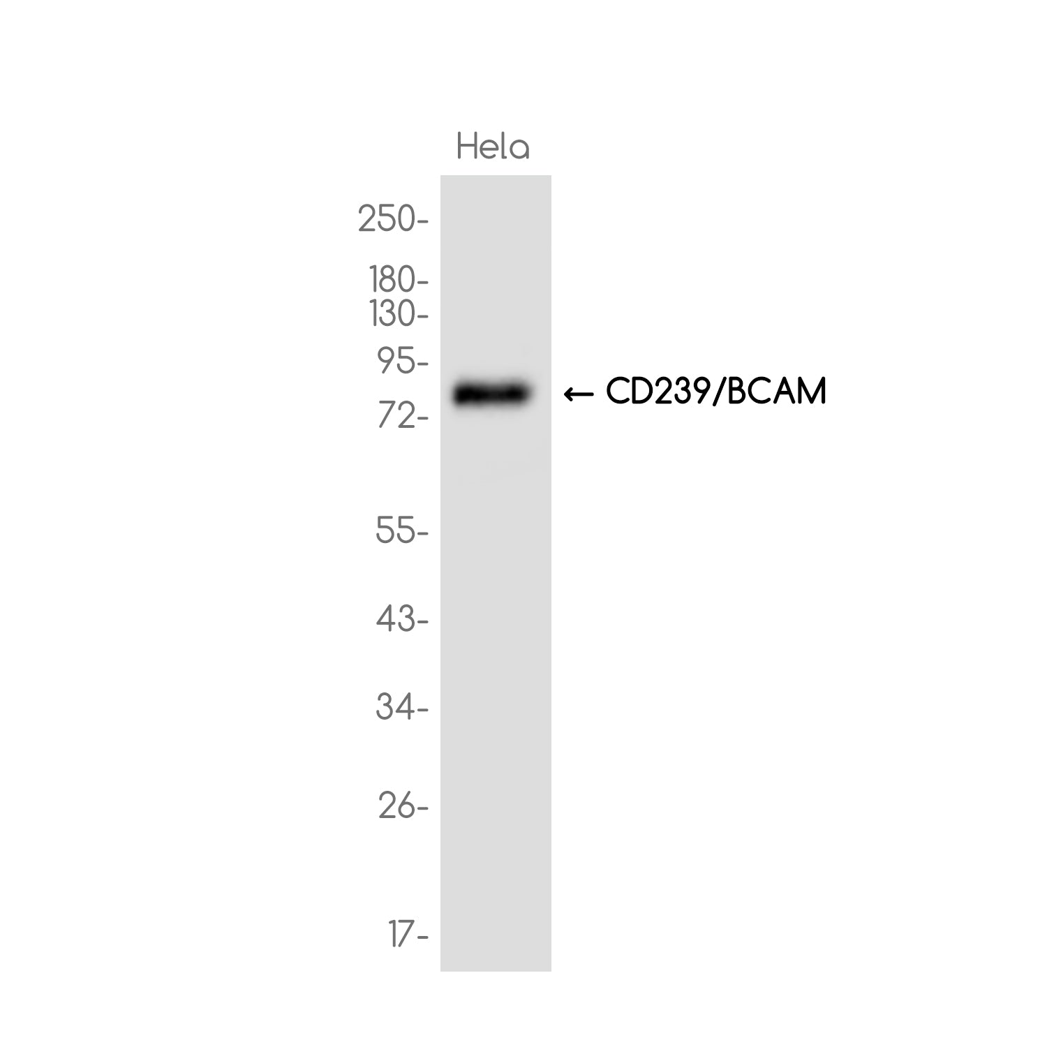 Anti-CD239/BCAM Rabbit Monoclonal Antibody