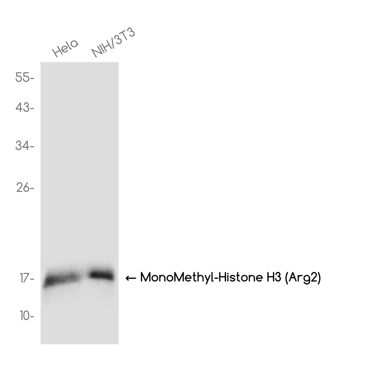 Anti-MonoMethyl-Histone H3 (Arg2) Rabbit Monoclonal Antibody
