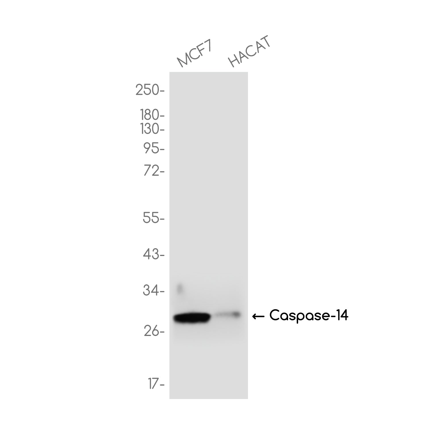 Anti-Caspase 14 Rabbit Monoclonal Antibody