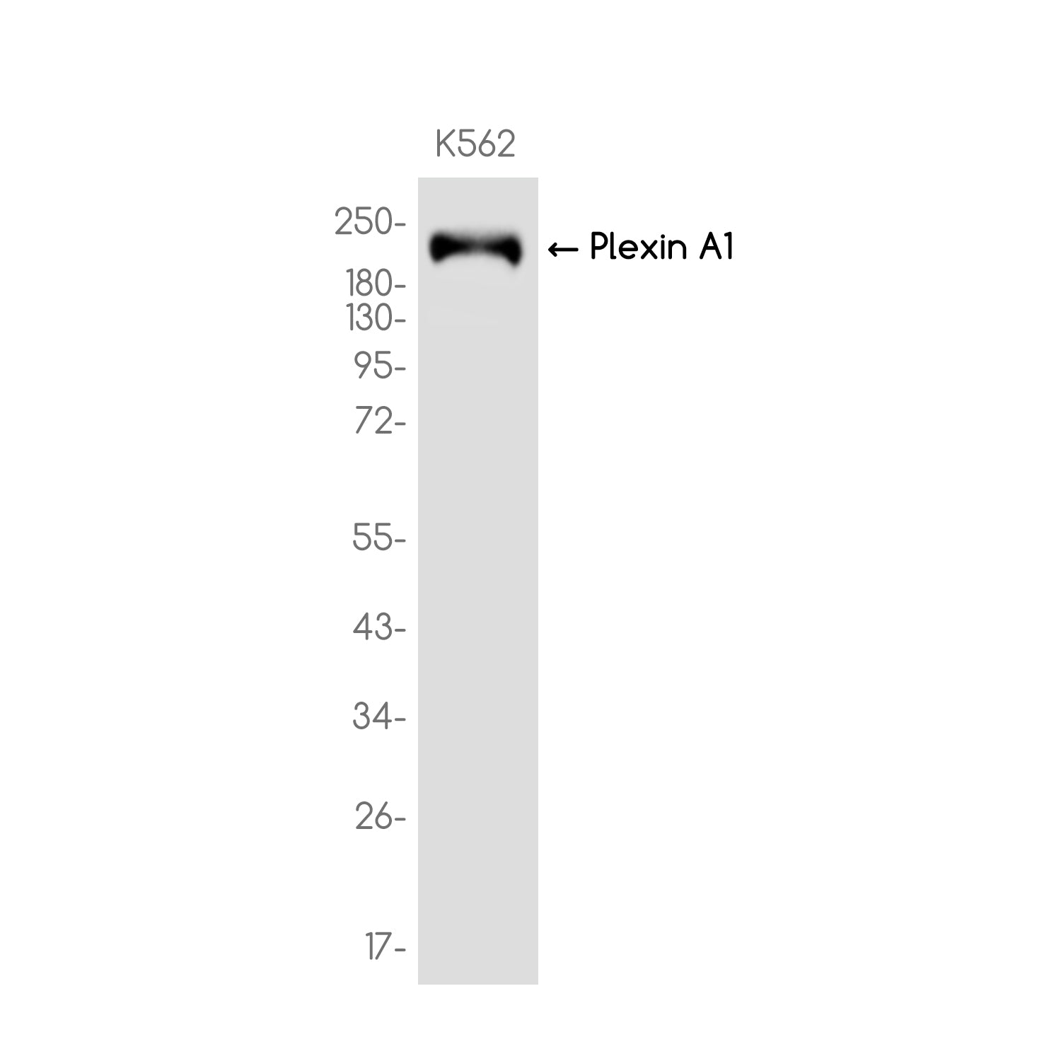 Anti-Plexin A1 Rabbit Monoclonal Antibody