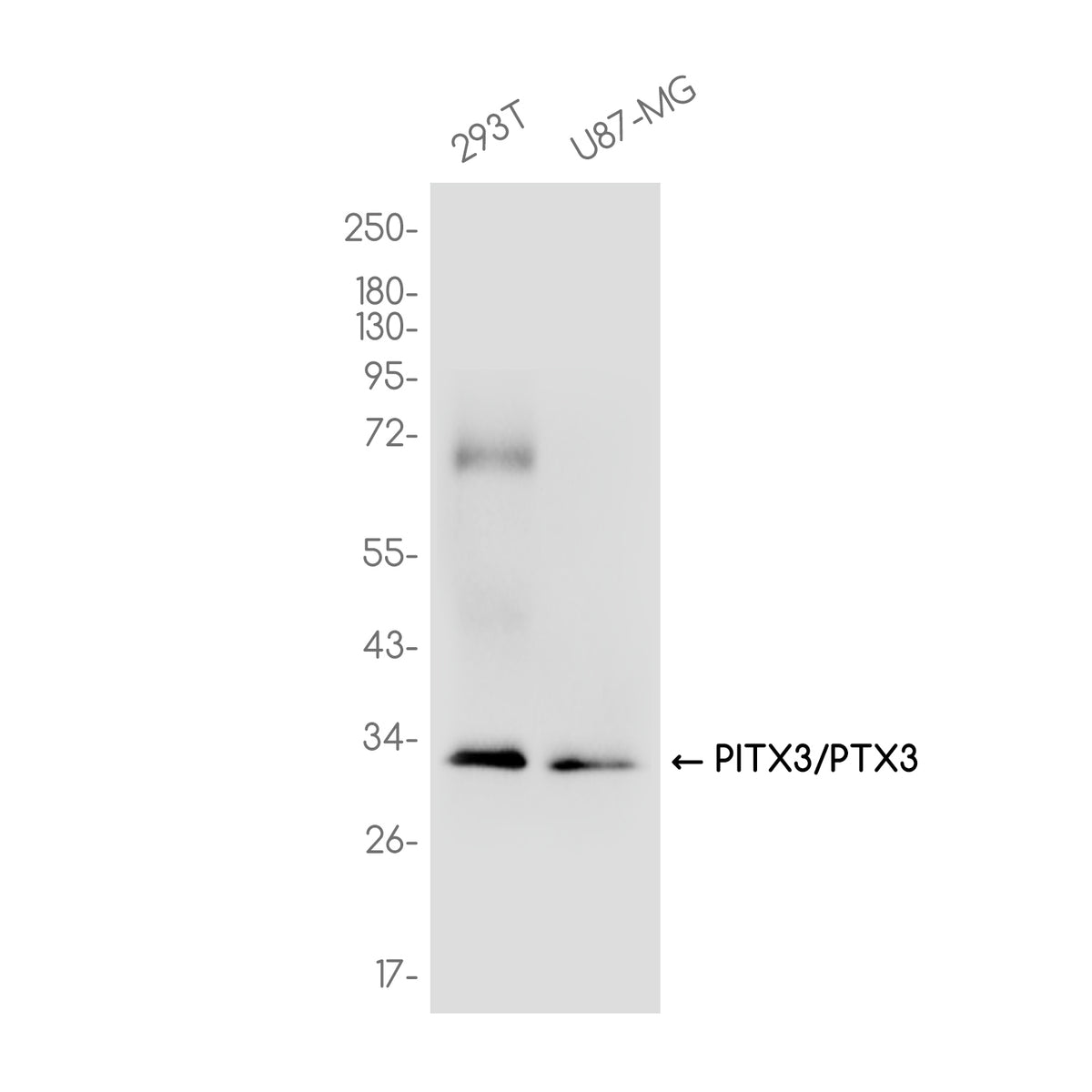 Anti-PITX3/PTX3 Rabbit Monoclonal Antibody