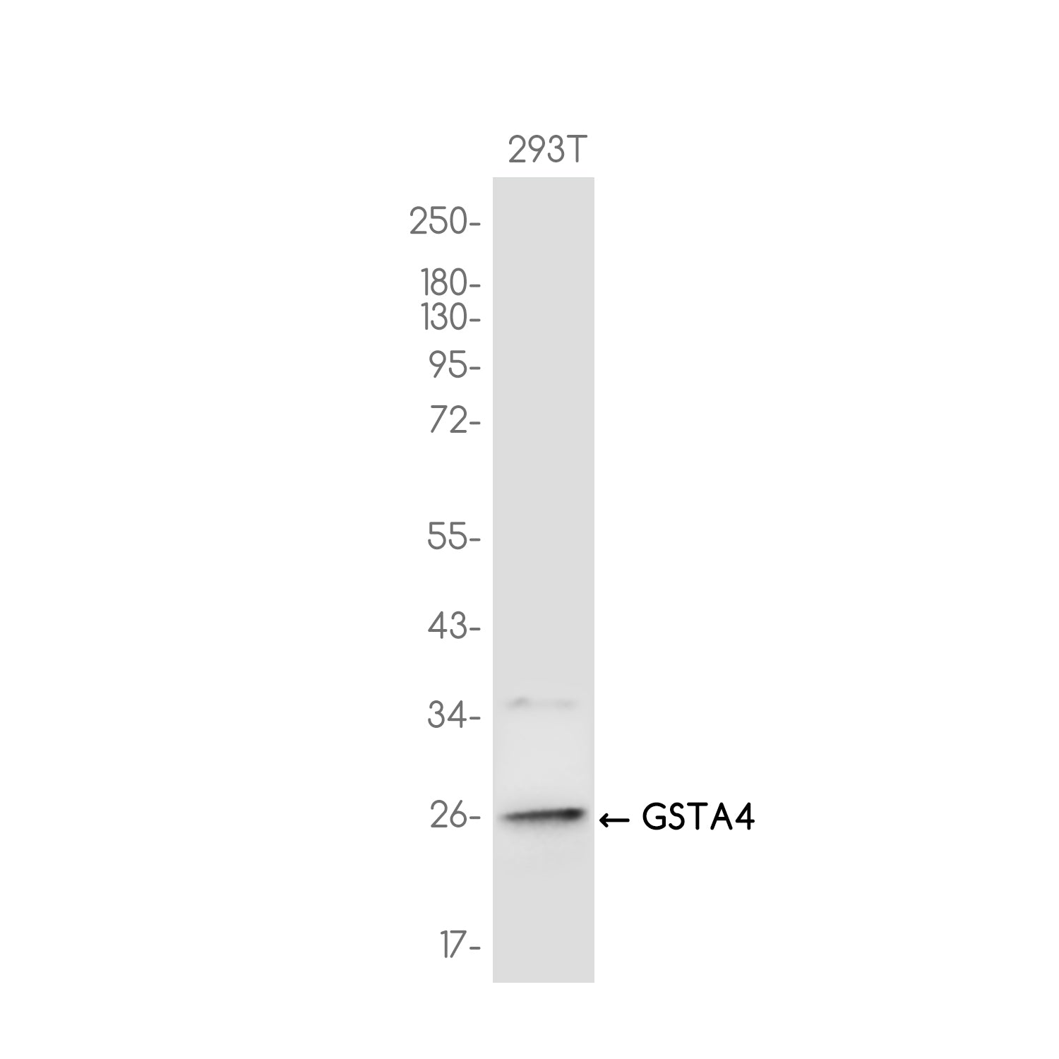 Anti-GSTA4 Rabbit Monoclonal Antibody