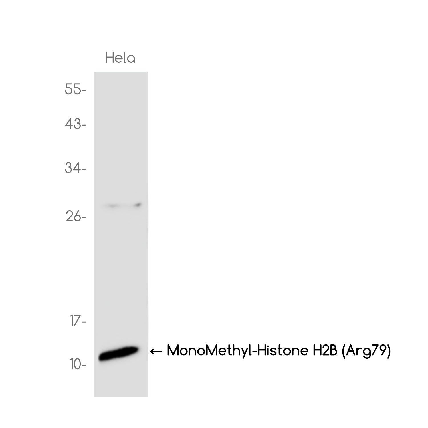 Anti-MonoMethyl-Histone H2B (Arg79) Rabbit Monoclonal Antibody