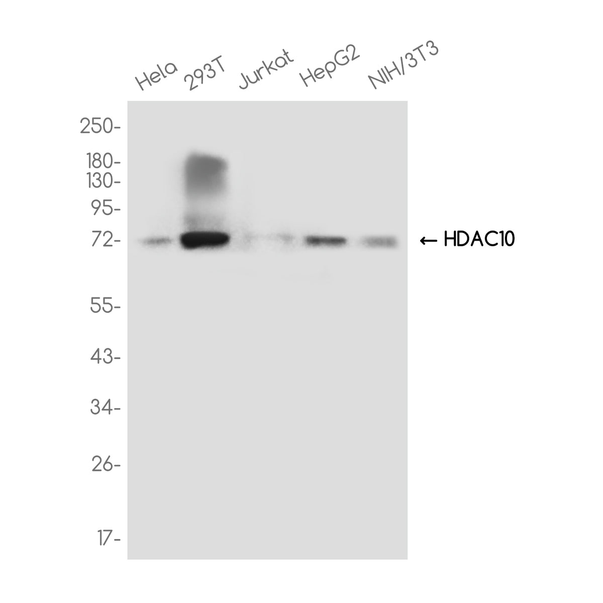 Anti-HDAC10 Rabbit Monoclonal Antibody