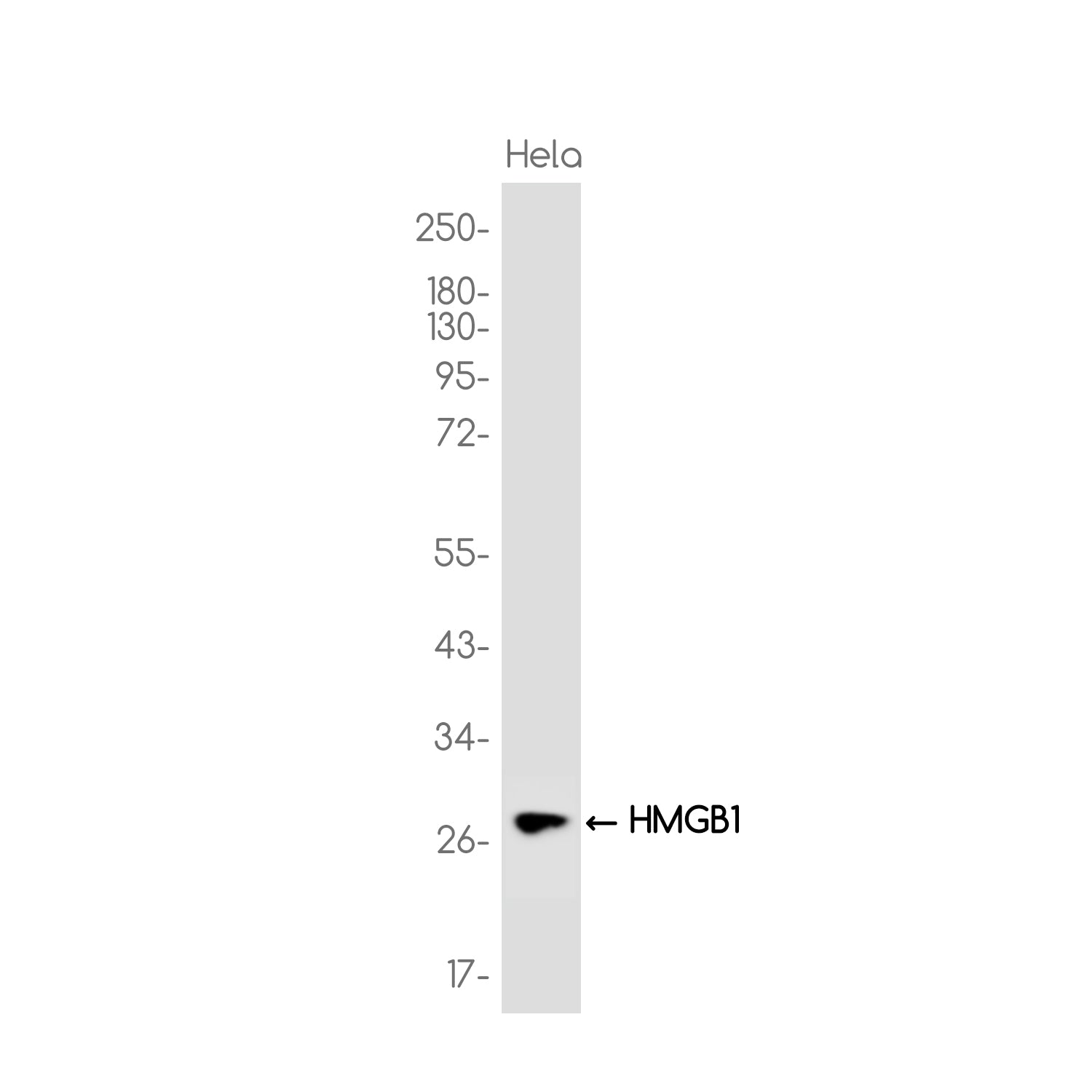 Anti-HMGB1 Rabbit Monoclonal Antibody