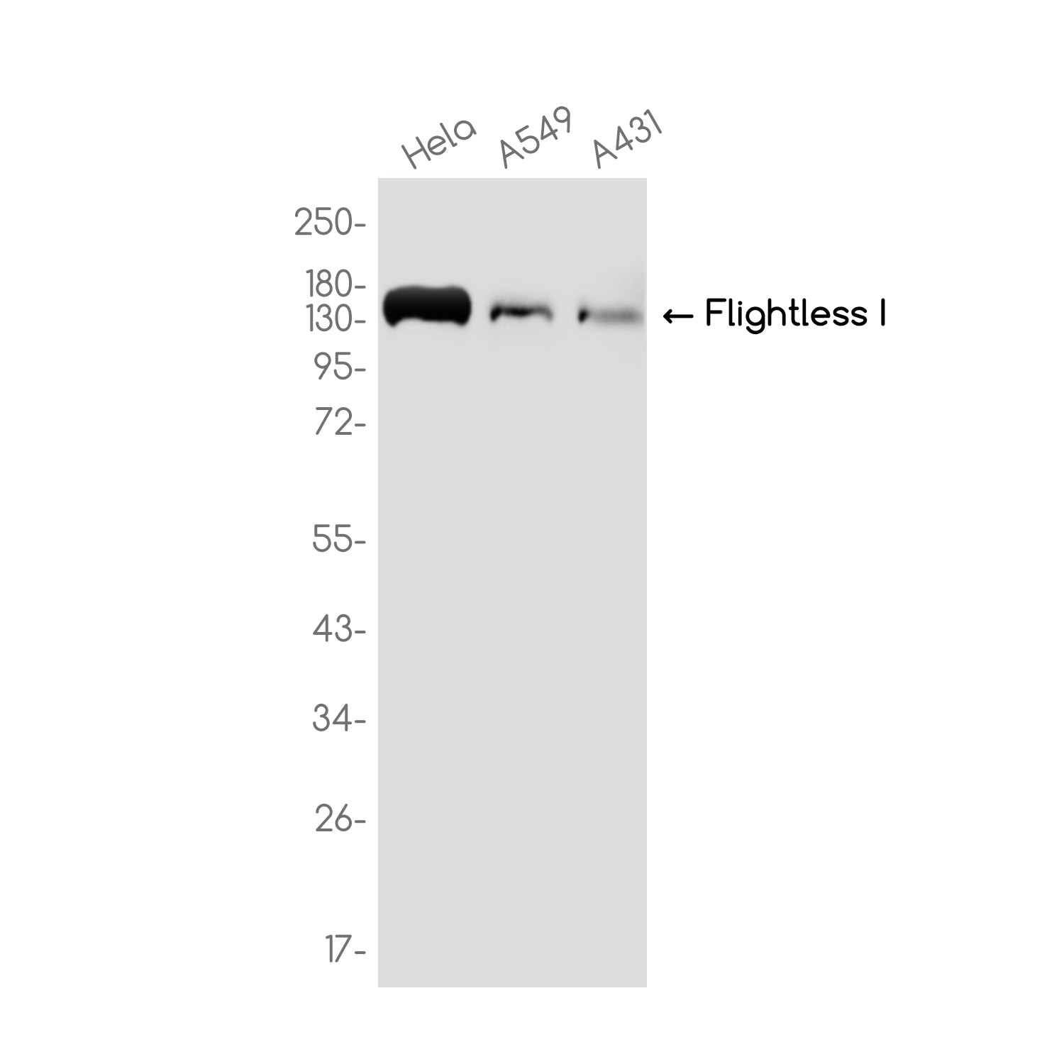 Anti-Flightless I Rabbit Monoclonal Antibody