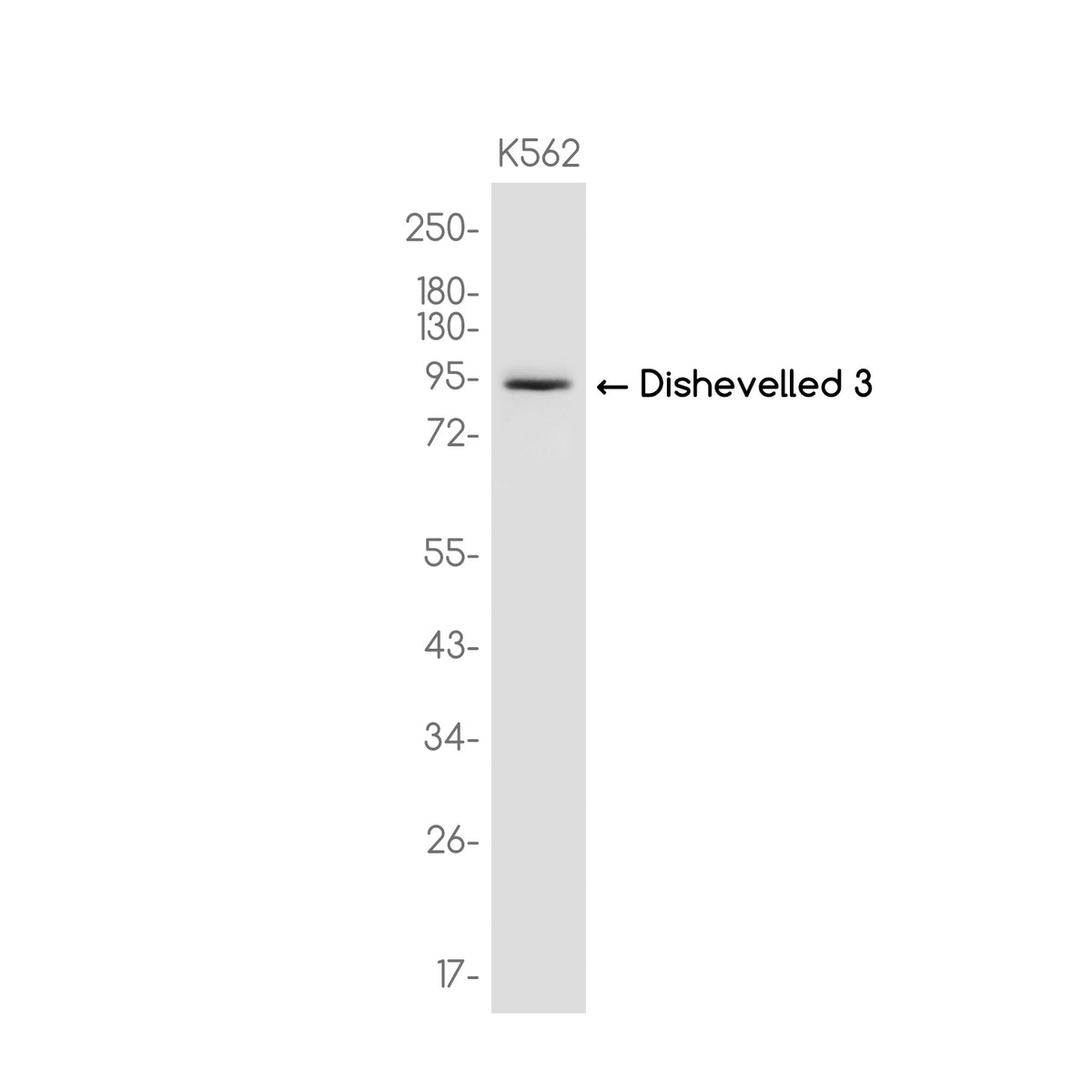 Anti-Dishevelled 3 Rabbit Monoclonal Antibody