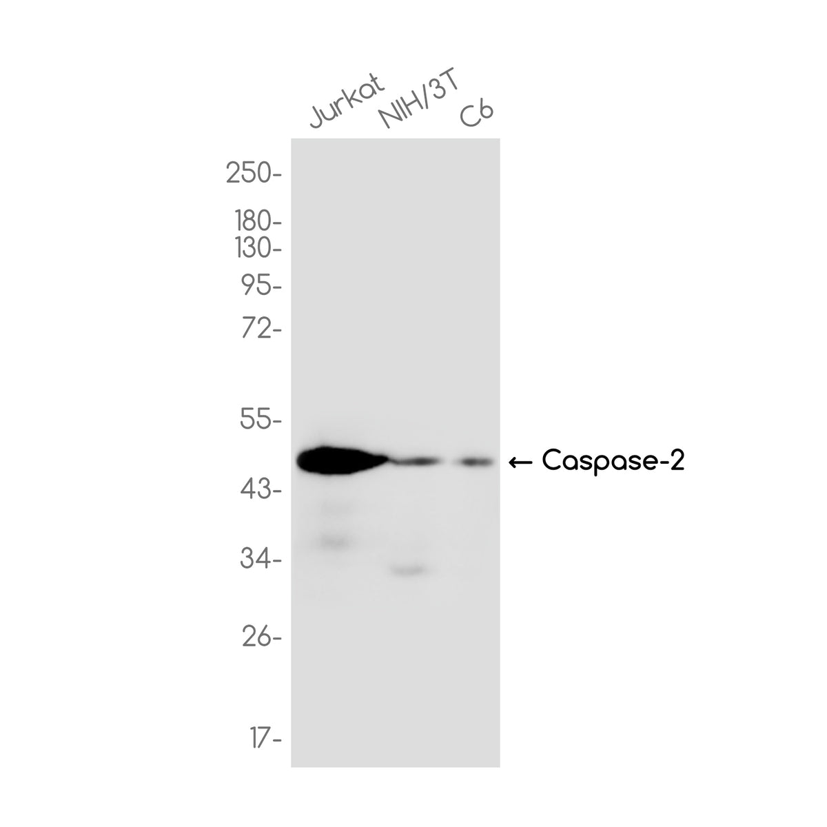 Anti-Caspase-2 Rabbit Monoclonal Antibody