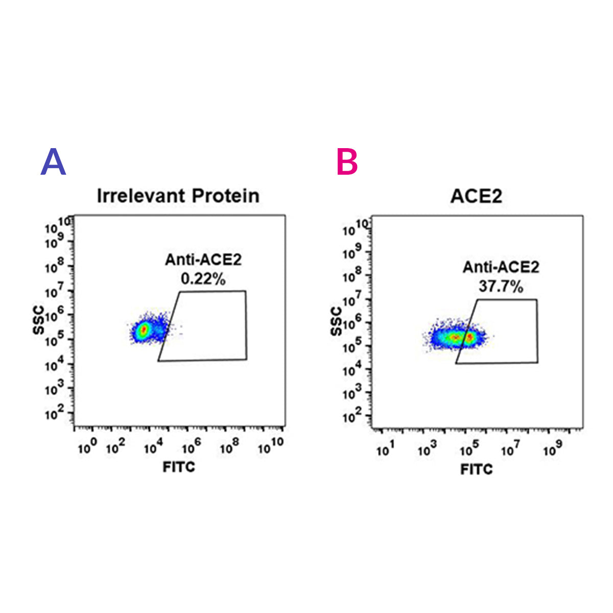 Anti-ACE2 Rabbit Monoclonal Antibody