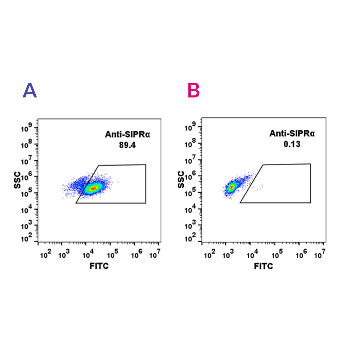 Anti-SIRP alpha Rabbit Monoclonal Antibody