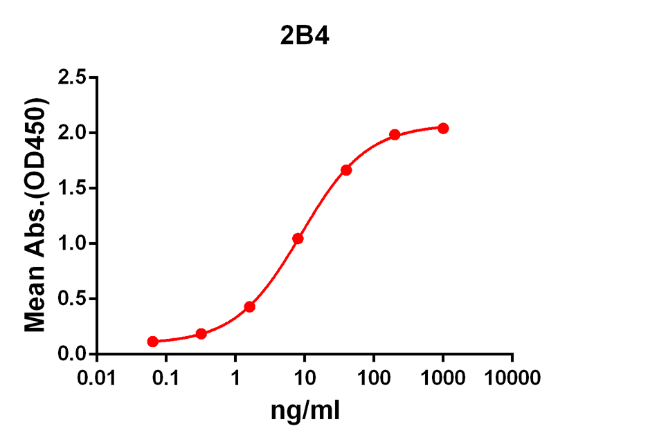 Anti-2B4 Rabbit Monoclonal Antibody