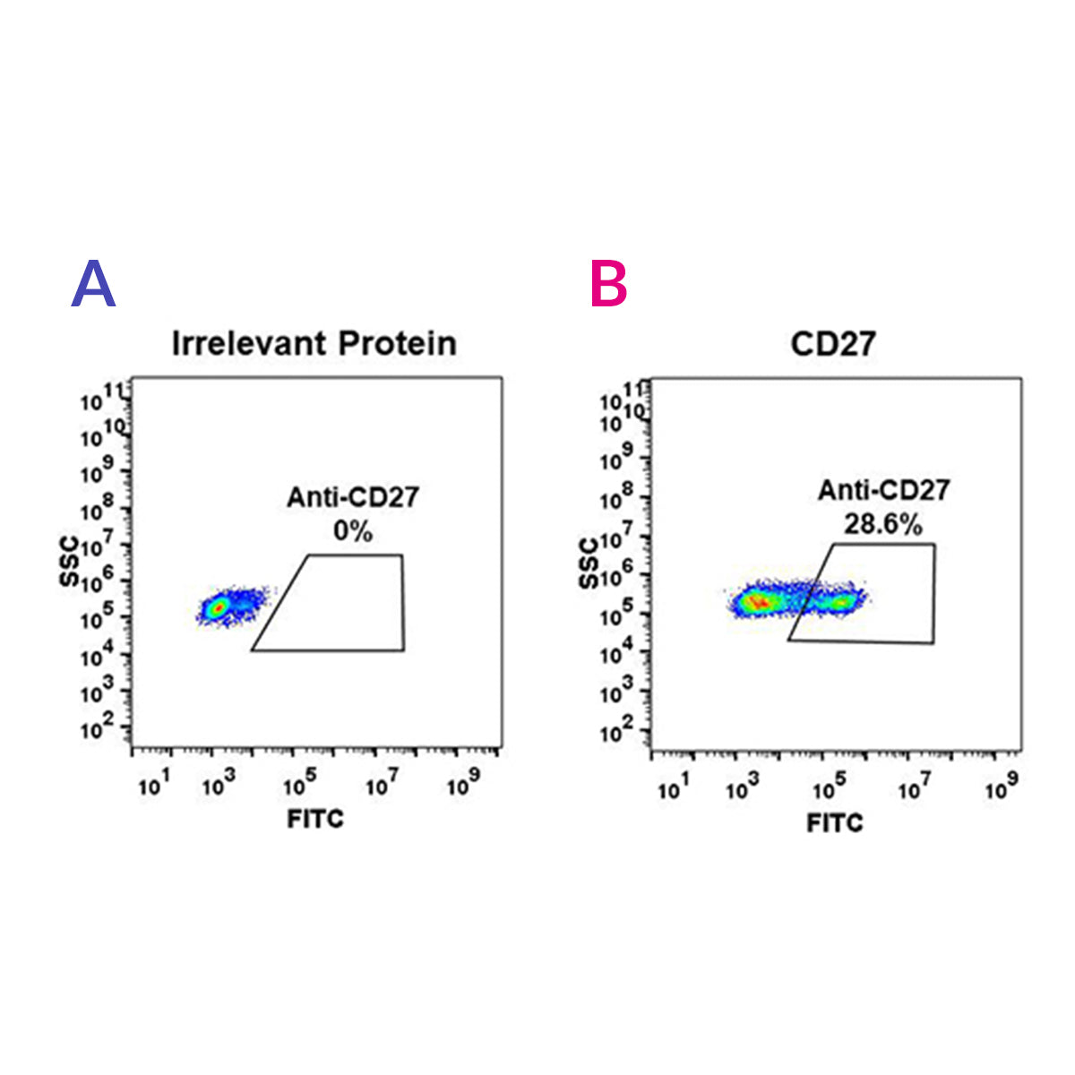 Anti-CD27 Rabbit Monoclonal Antibody