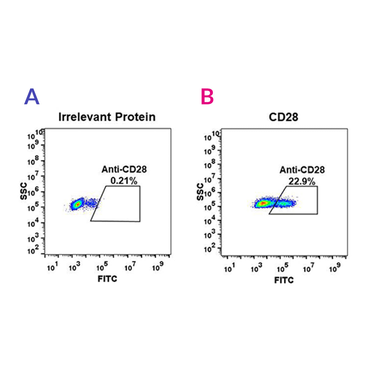 Anti-CD28 Rabbit Monoclonal Antibody