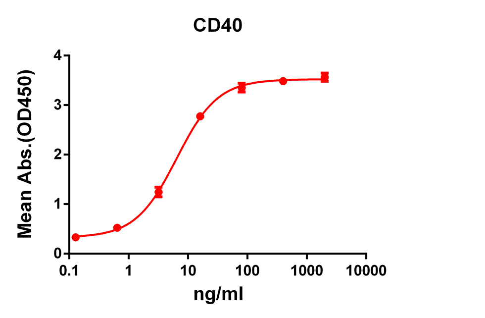 Anti-CD40 Rabbit Monoclonal Antibody