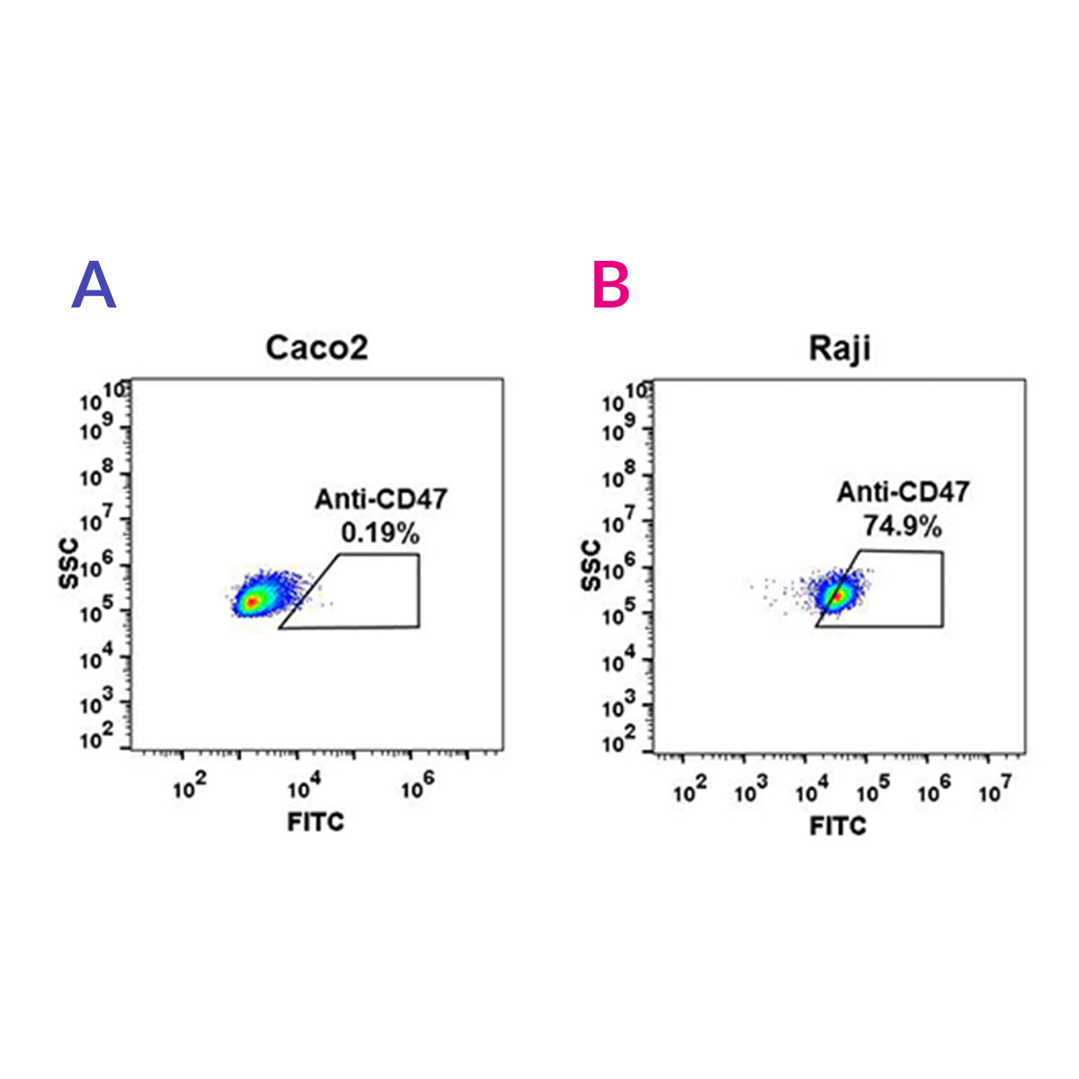 Anti-CD47 Rabbit Monoclonal Antibody