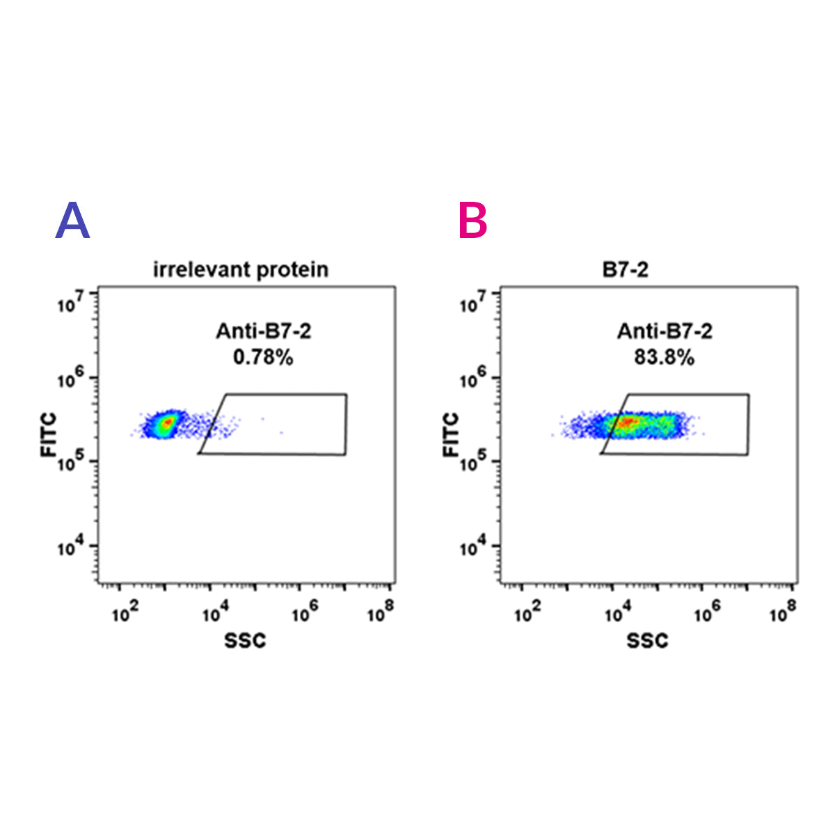 Anti-B7-2 Rabbit Monoclonal Antibody