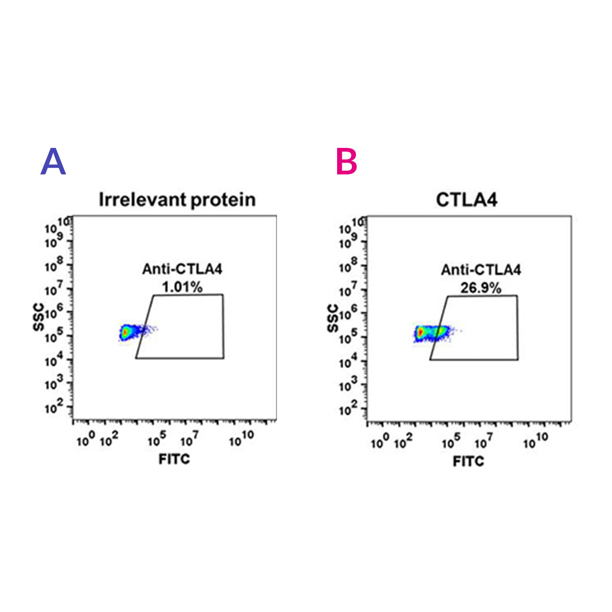 Anti-CTLA4 Rabbit Monoclonal Antibody