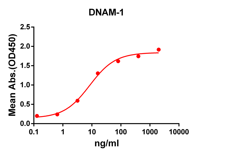 Anti-DNAM1 Rabbit Monoclonal Antibody