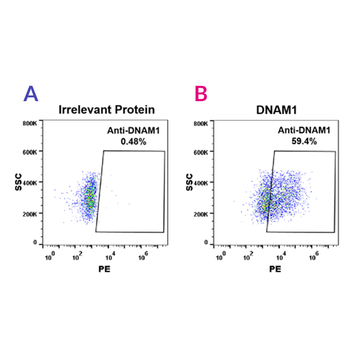 Anti-DNAM1 Rabbit Monoclonal Antibody