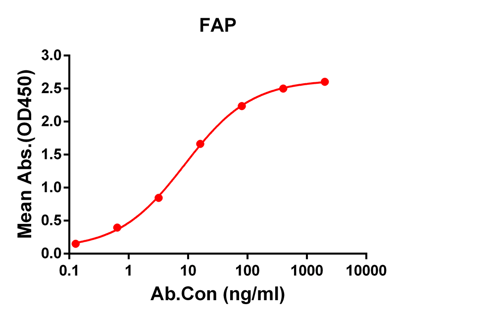 Anti-FAP Rabbit Monoclonal Antibody