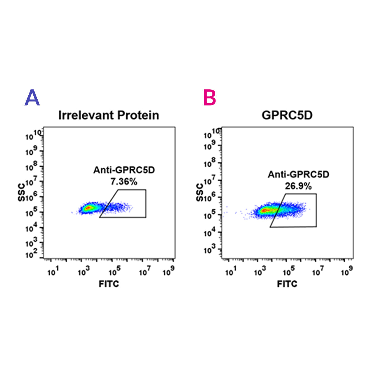 Anti-GPRC5D Rabbit Monoclonal Antibody