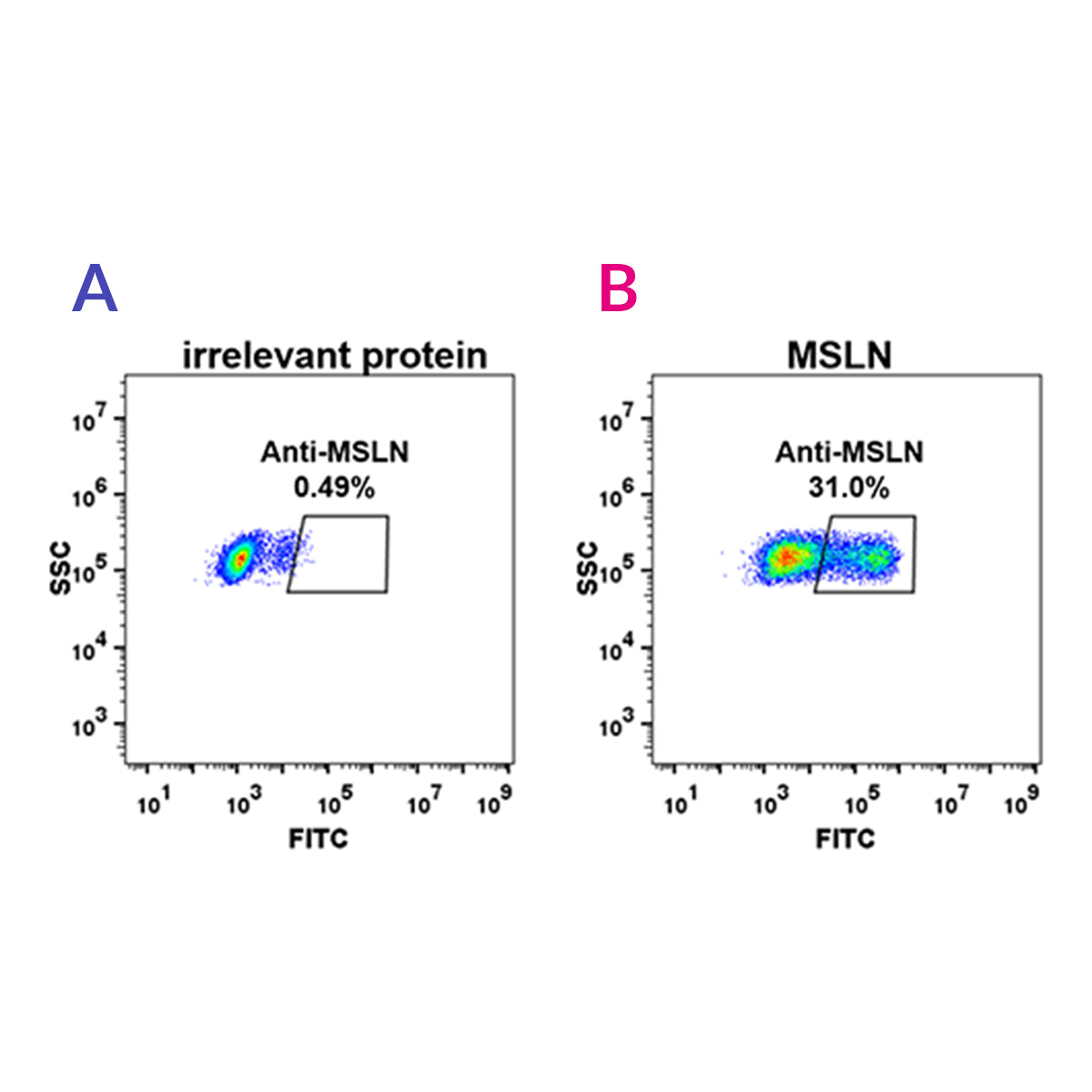 Anti-Mesothelin Rabbit Monoclonal Antibody