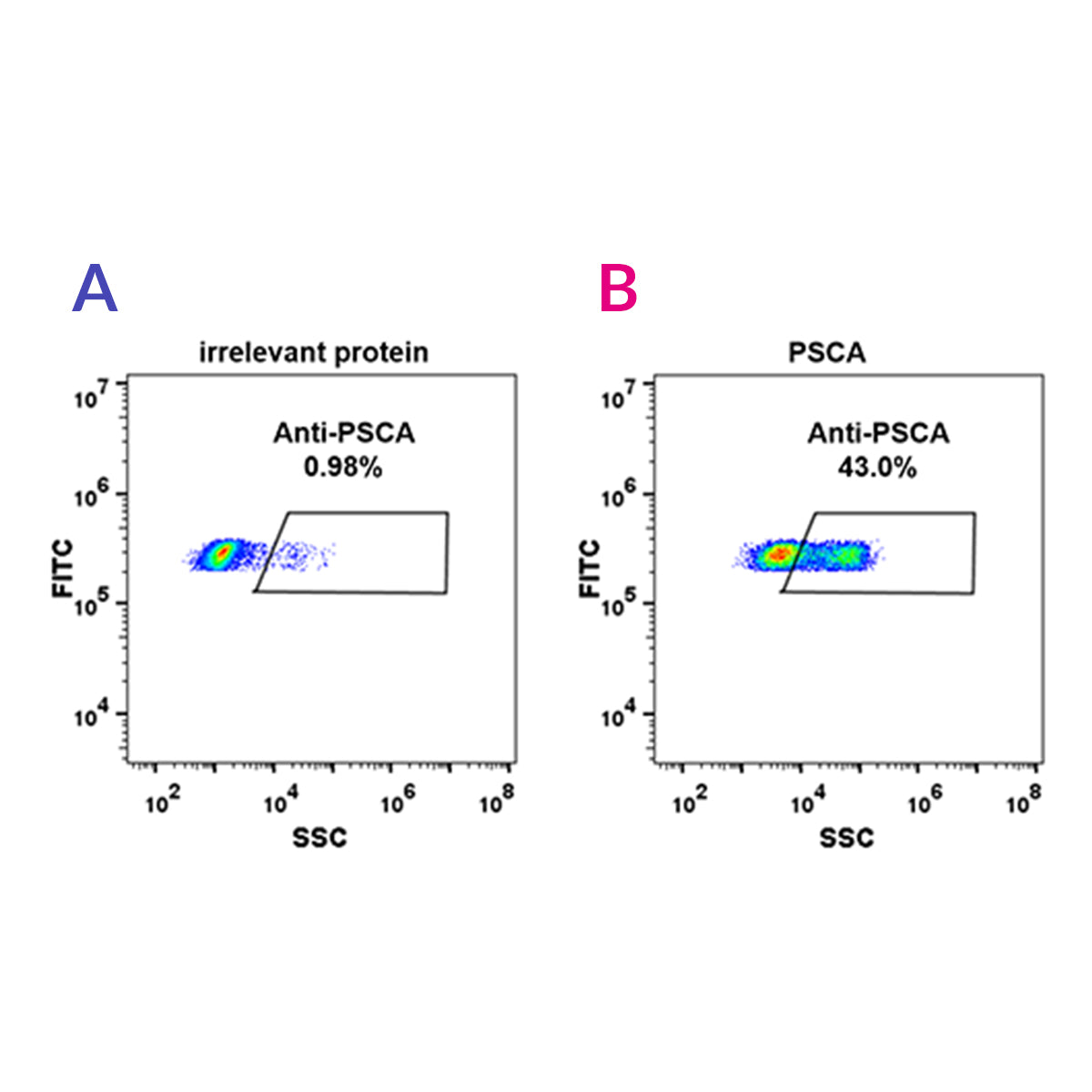 Anti-PSCA Rabbit Monoclonal Antibody