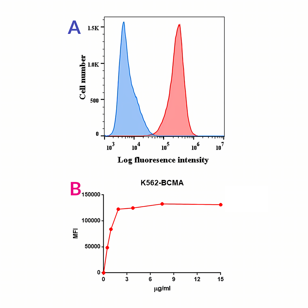 Anti-BCMA Rabbit Monoclonal Antibody