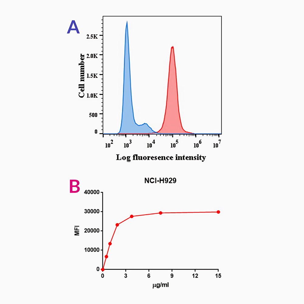Anti-BCMA Rabbit Monoclonal Antibody
