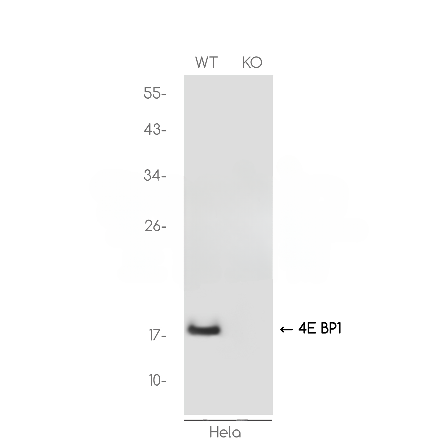 Anti-4E BP1 Rabbit Monoclonal Antibody [KO]